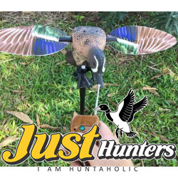 Blue Wing Teal with New Wings