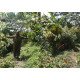 Hunting Ghillie Sniper Suit 3D with Camouflage Leaf 