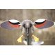 MOJO® Outdoor Gadwall MOJO® Outdoor Gadwall