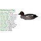 Goldeneye Foldable, Portable, Shotproof Decoys