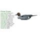 Pintail Decoy Foldable, Portable, Shotproof Decoys Pintail Decoy Foldable, Portable, Shotproof Decoys