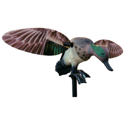 Green Wing Teal with New Wings