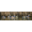 Higdon Blue Wing Teal Duck Decoys Foam Filled 6 Pc.