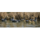 Higdon Foam Filled Gadwall Duck Decoys 6 Pc Higdon Foam Filled Gadwall Duck Decoys 6 Pc