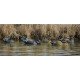 Higdon Gadwall Duck Decoys 6 Pc. Higdon Gadwall Duck Decoys 6 Pc.