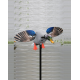 MOJO Outdoor King Mallard