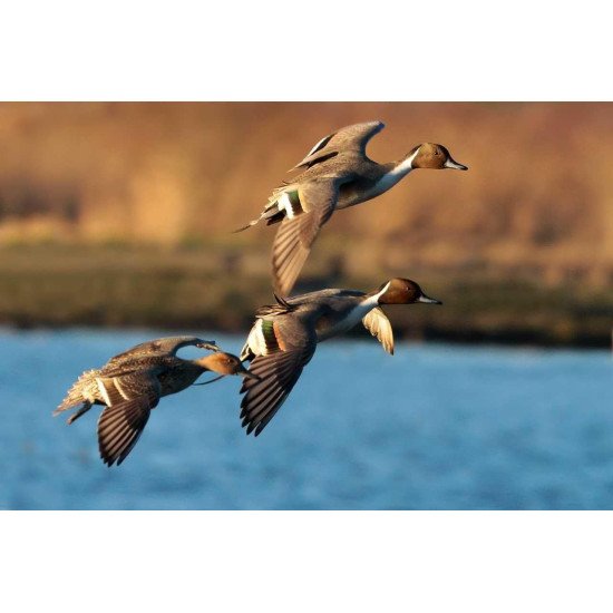 Primos Hunting High Roller Duck Call 838 Primos Hunting High Roller Duck Call 838