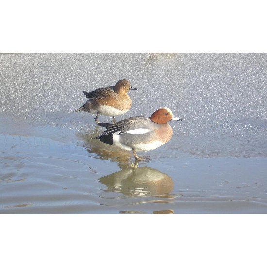 Primos Hunting High Roller Duck Call 838 Primos Hunting High Roller Duck Call 838