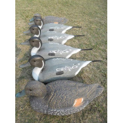 Standard Pintail Decoys 6 PC